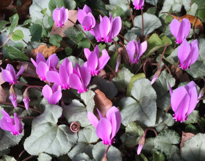 Cyclamen hederifolium 'Silver Leaf' (Sept to October)